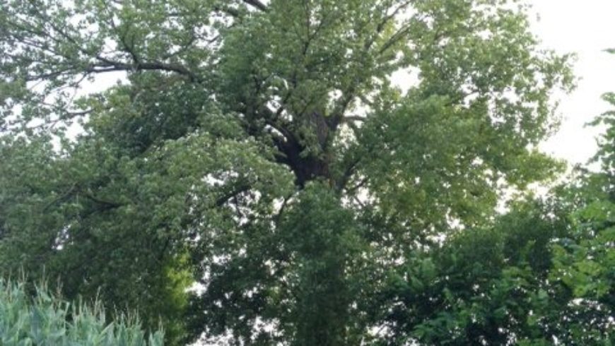 Il pioppo centenario di Ca’ Scirocco