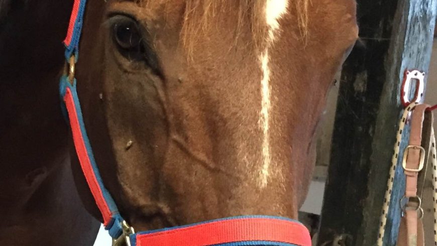 E’ arrivata la nuova cavallina…