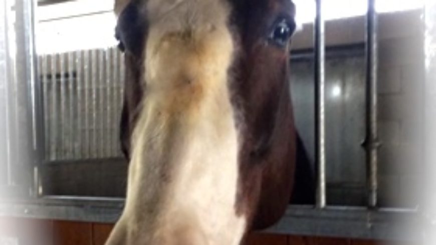 ECCO LA NUOVA ARRIVATA!