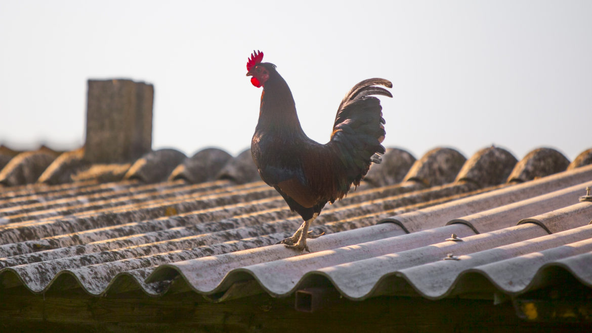 Azienda polifunzionale